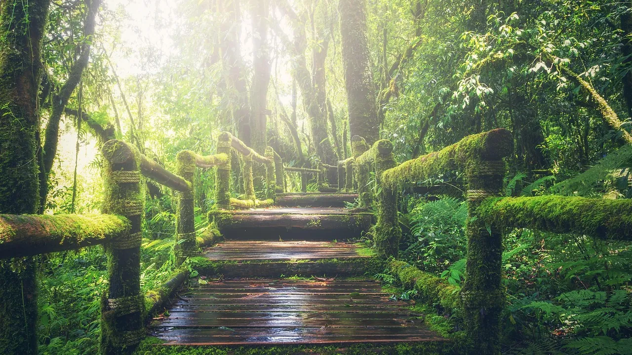 Des marches de bois à main courante dans une forêt